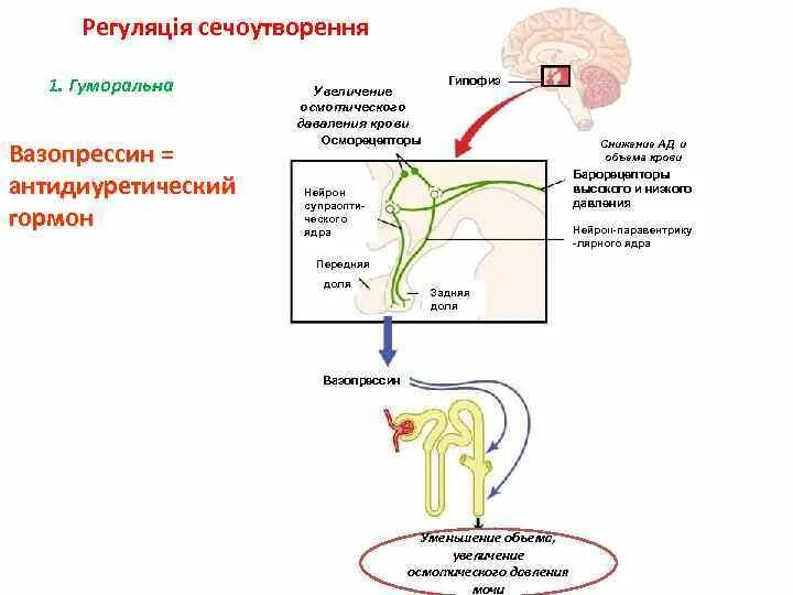 Раскройте механизмы регуляции мочеиспускания. Механизм секреции гормона вазопрессина. Регуляция выработки вазопрессина. Антидиуретического гормона АДГ это и вазопрессин. Схема регуляции секреции вазопрессина.