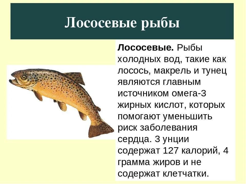 Лососевые рыбы. Лососевые рыбы презентация. Лососёвые семейство характеристика. Лососевые рыбы описание. Лососевая рыба 7