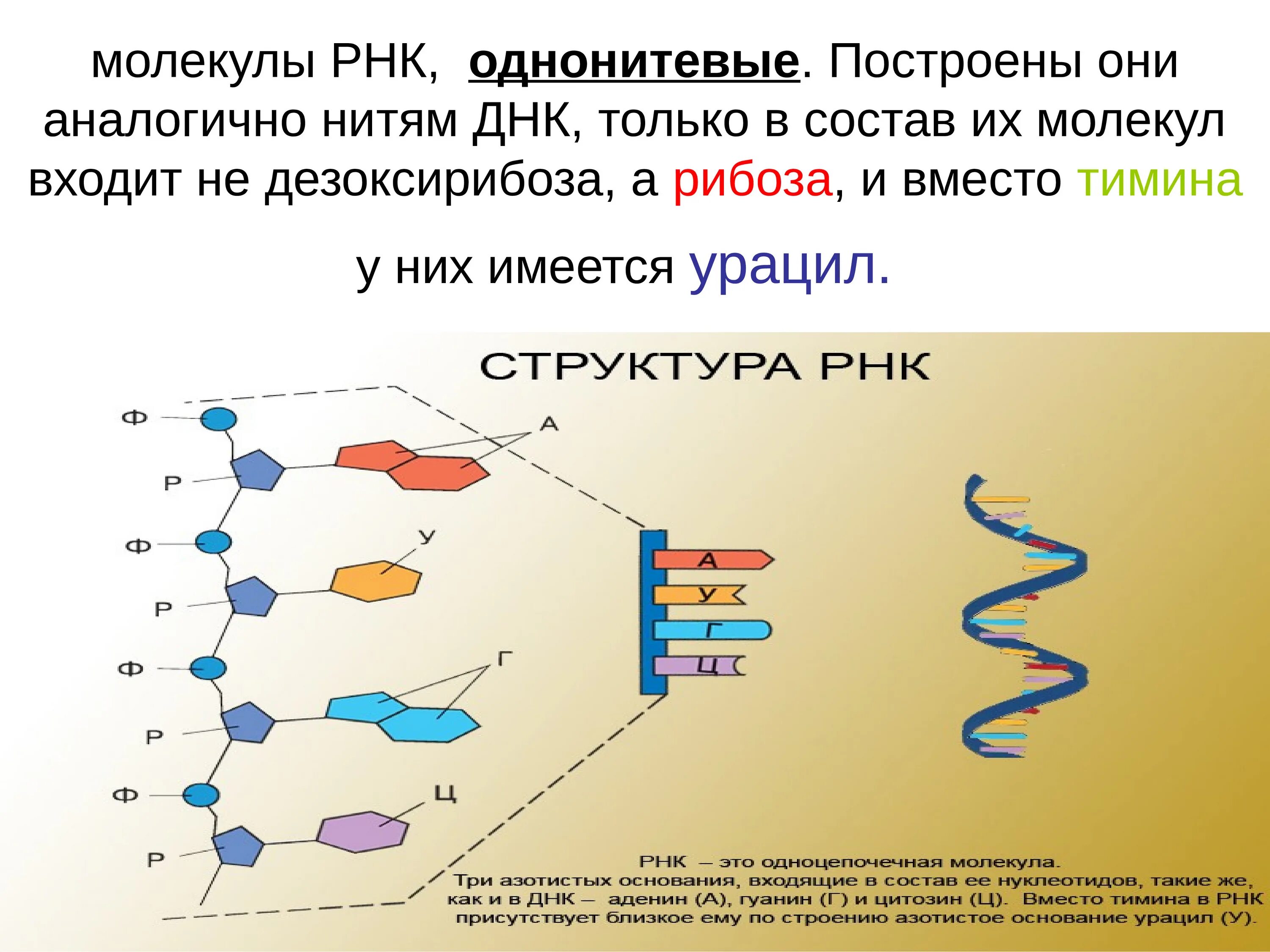 Состав нуклеотида молекулы рнк. РНК одноцепочечная молекула. Строение молекулы ДНК. Строение нити ДНК. ДНК И РНК.