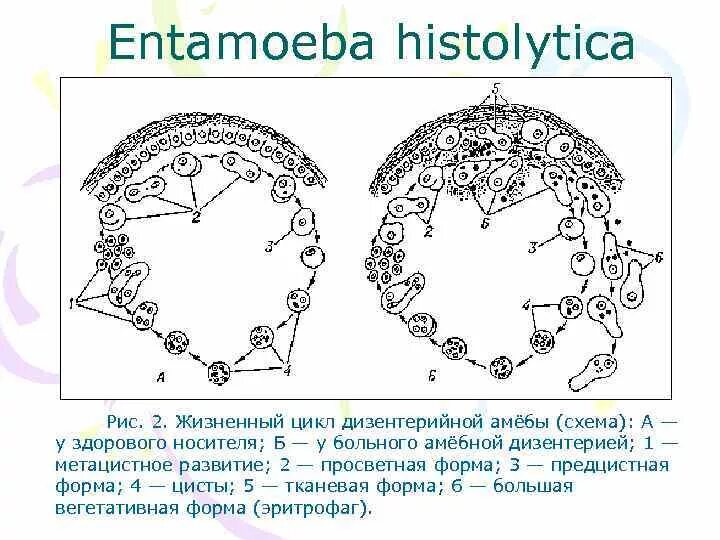 Цикл развития дизентерийной амебы. Стадии жизненного цикла дизентерийной амебы. Жизненный цикл дизентерийной амебы схема. Схема жизненного цикла развития дизентерийной амебы. Жизненные формы амебы