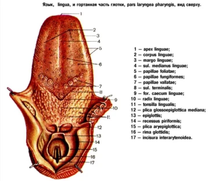 Части языка человека. Строение языка человека снизу схема с описанием. Язык строение анатомия сосочки.