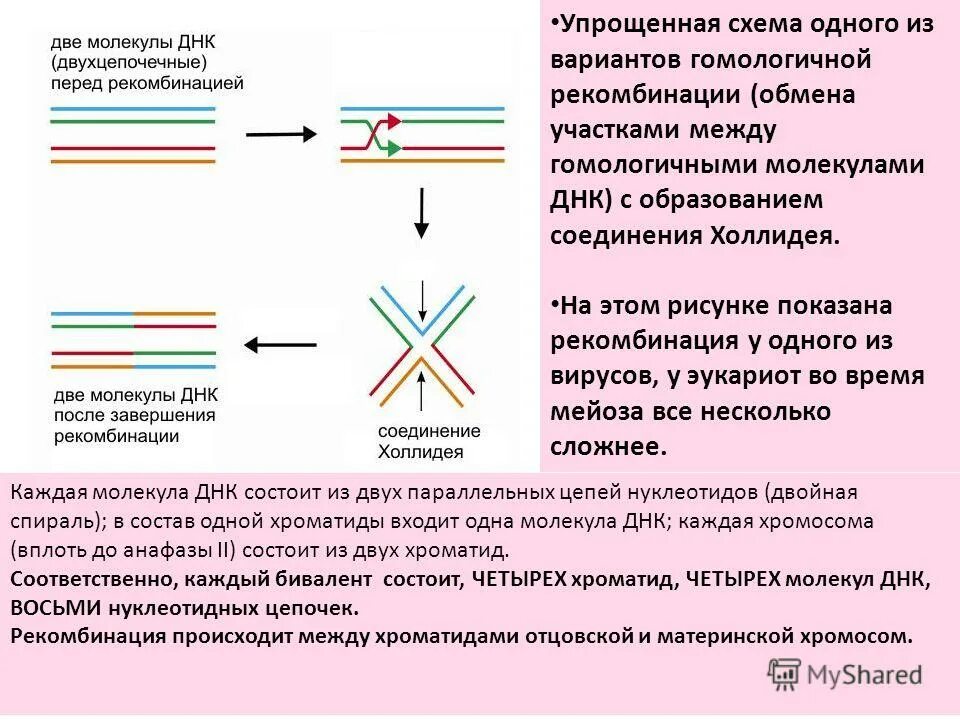 сколько молекул днк в хроматиде. сколько молекул днк в хроматиде. митоз и мейоз таблица набор хромосом. мейоз число хромосом и днк. таблица наборы хромосом и количество днк в клетке.