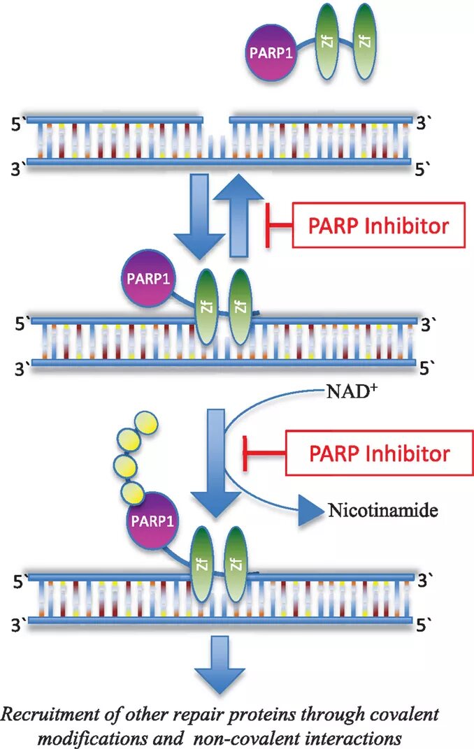 Парп 1. Parp1 parp2. PARP фермент. Parp1 inhibitors. Парп ингибиторы препараты.