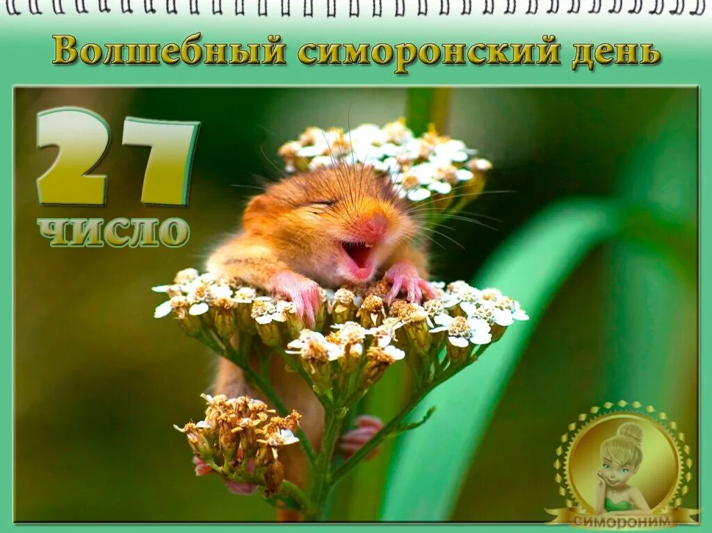 Жук симорон 27. 27 симоронский день. симоронский день 27 число. 27 число день исполнения желаний. 27 сентября день исполнения желаний.