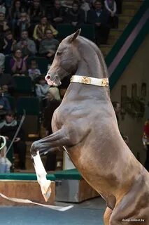 Road horse