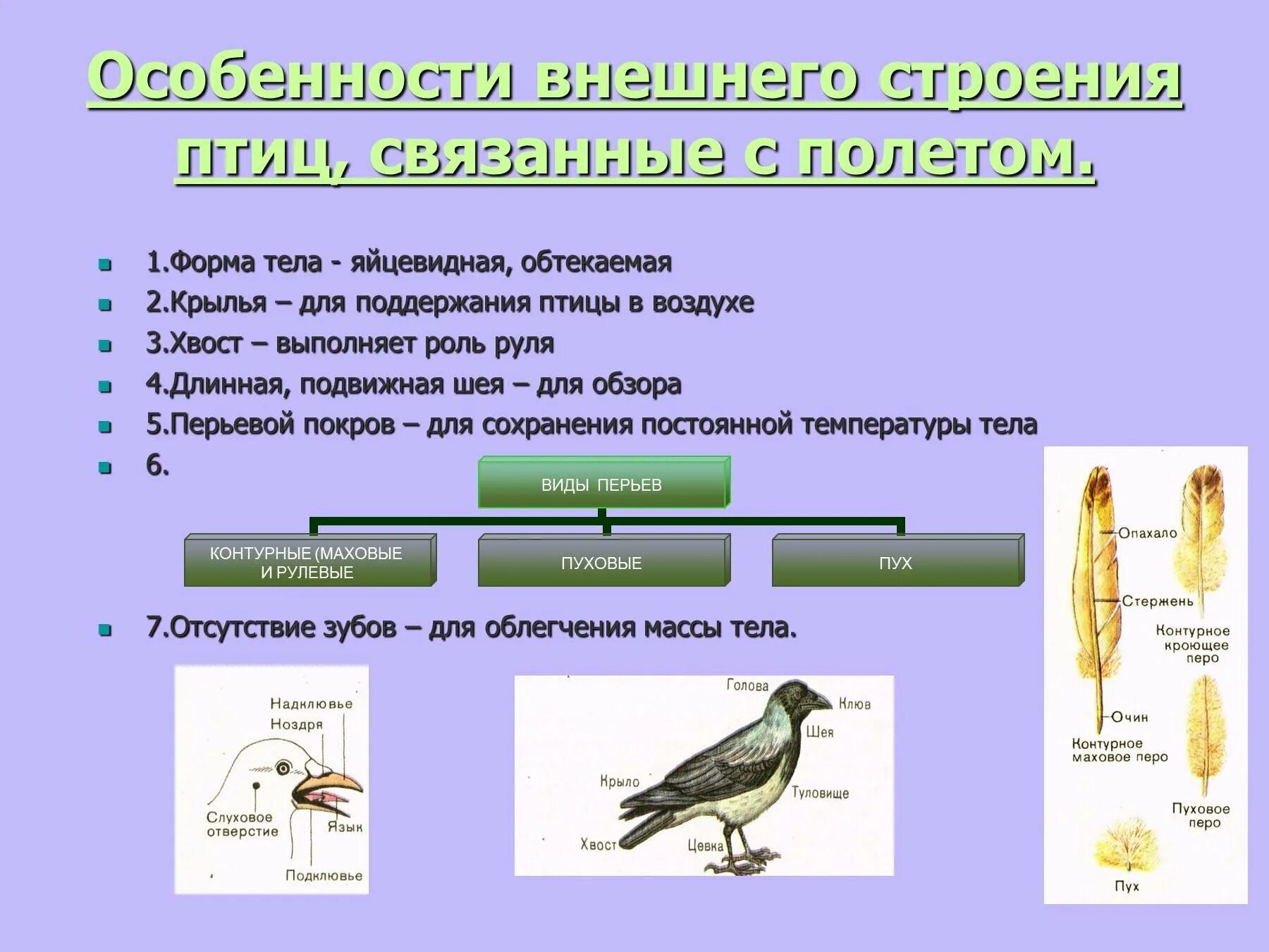 Приведите примеры птиц. Строение птицы. Особенности внешнего строения птиц. Общая характеристика внутреннего строения птиц. Форма туловища птицы.