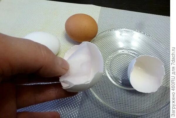 Сырое яйцо. В курином яйце белый сгусток. Яйцо без ско. Желток куриного яйца. Халазы в курином яйце.