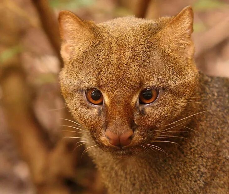 степная кошка каракал. кошки породы каракал. сервал и каракал. каракал и каракет. кошки похожие на диких кошек.