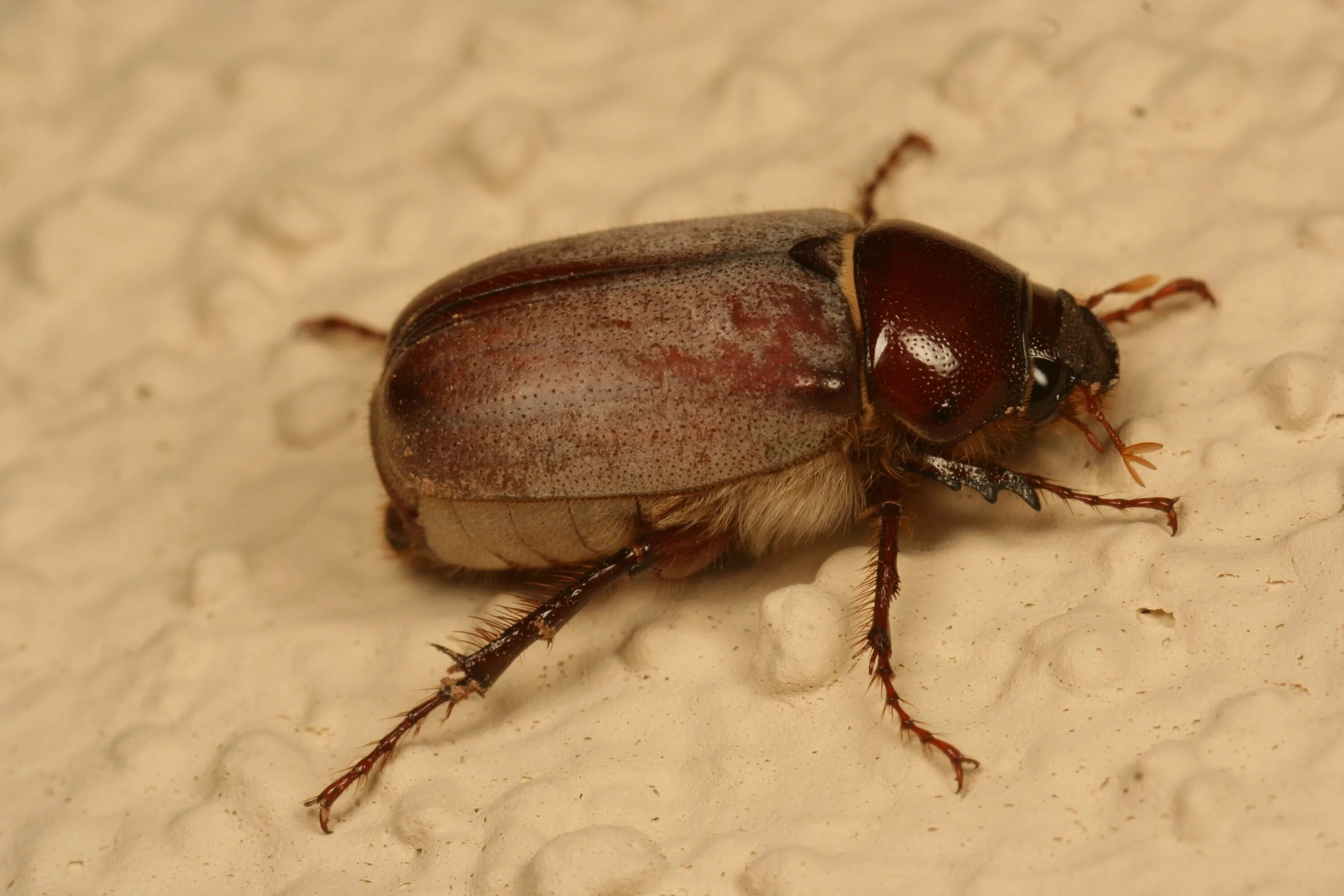 жесткокрылые жуки. жук июньский хрущ. большие летающие жуки. июльский хрущ жук. жук июньский хрущ.