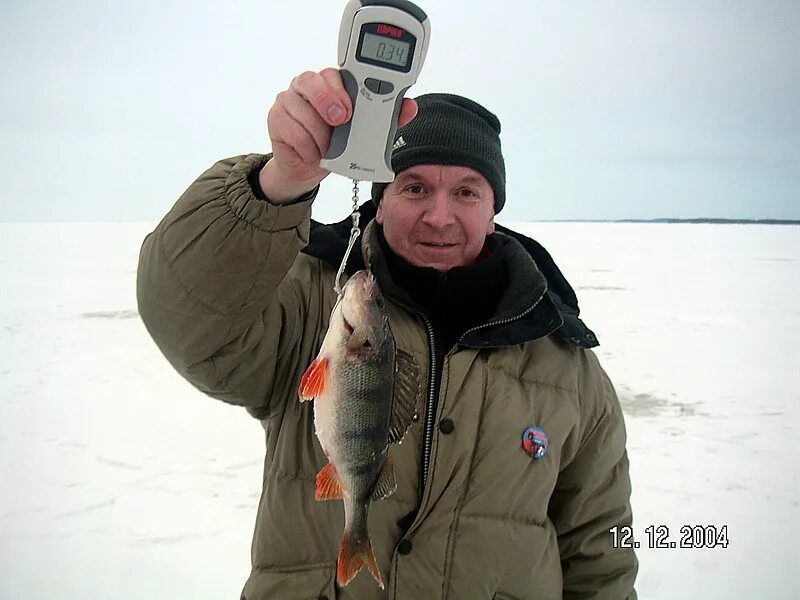 рыбинка москва. беседка рыбака рыбинка форум. беседка рыбака рыбинка форум. ловля судака в весьегонске. типичная рыбинка.