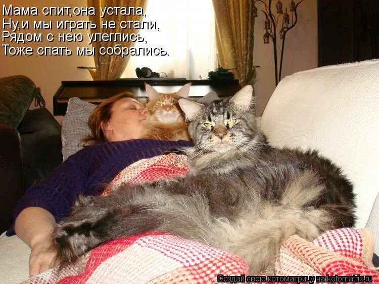 не хватает спать. пора вставать с котами. фото хватит спать. не хватает спать. пора спать!.