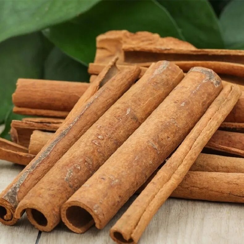 Корица цейлонская (Cinnamomum zeylanicum). Дерево Cinnamomum Cassia. Кассия и корица растения. Кассия палочки. Трубочки корицы