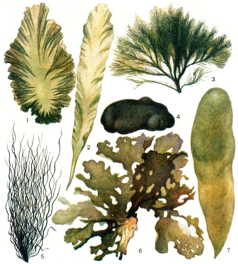 Группа растений водоросли примеры названия. Энтероморфа водоросль. Ульвовые водоросли. Кодиум водоросль. Дилофус водоросль.