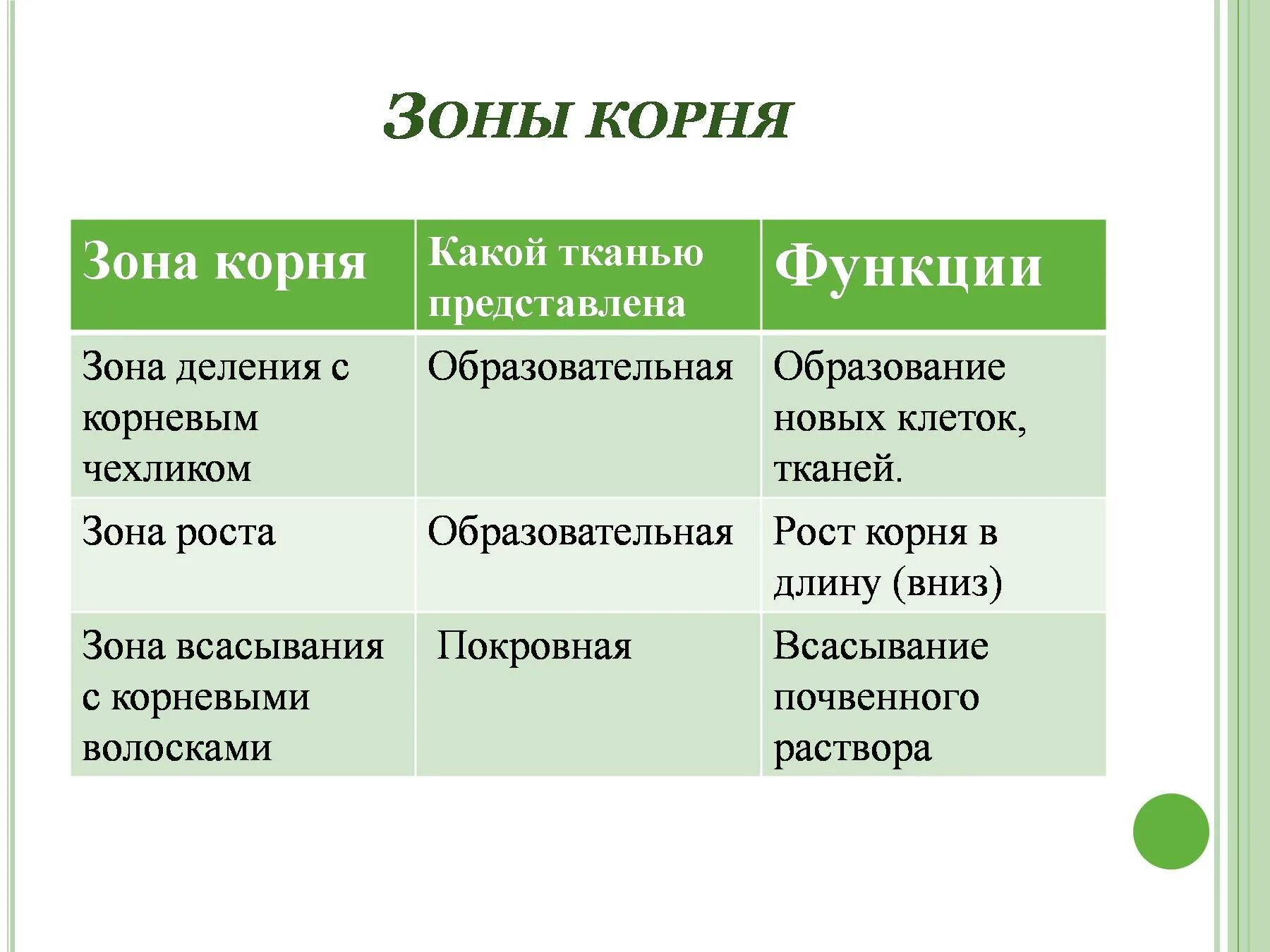 Зона деления корня описание. Зоны роста корня 6 класс биология клетки , ткань, функция. Зона всасывания строение и функции. Зоны корня и выполняемые функции.