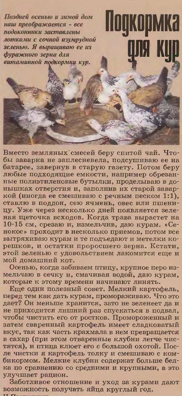 Можно курам давать. Рацион кур. как ухаживать за курами. чем можно кормить кур. кормление кур несушек в домашних условиях.