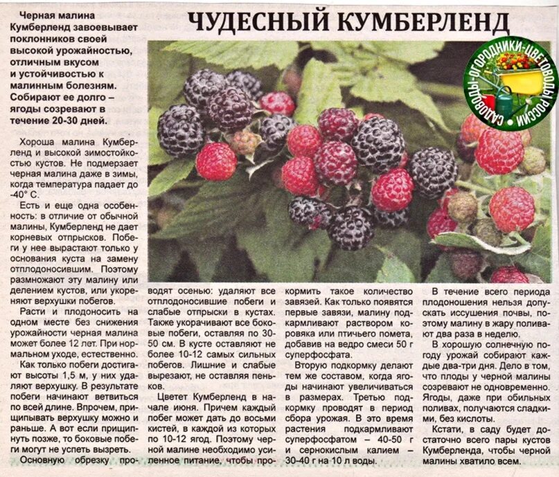 Как размножается ремонтантная малина. Малина черноплодная кумберленд. ежемалина кумберленд.