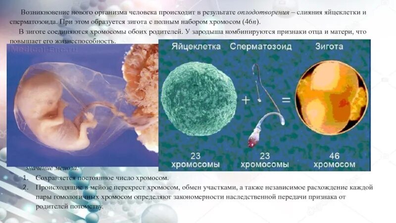 Какой набор хромосом имеют спермии. Набор хромосом яйцеклетки. Оплодотворение хромосомы. Оплодотворенная яйцеклетка набор хромосом. Хромосомы при оплодотворении.