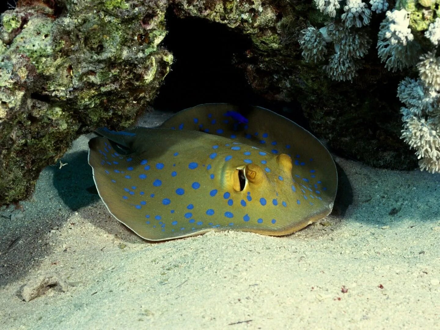 Морские подводные обитатели