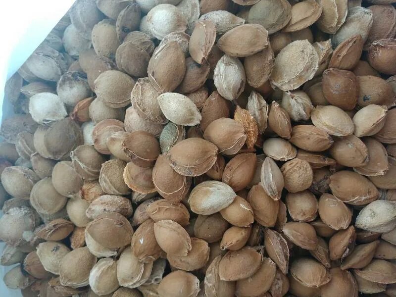 съедобные семена