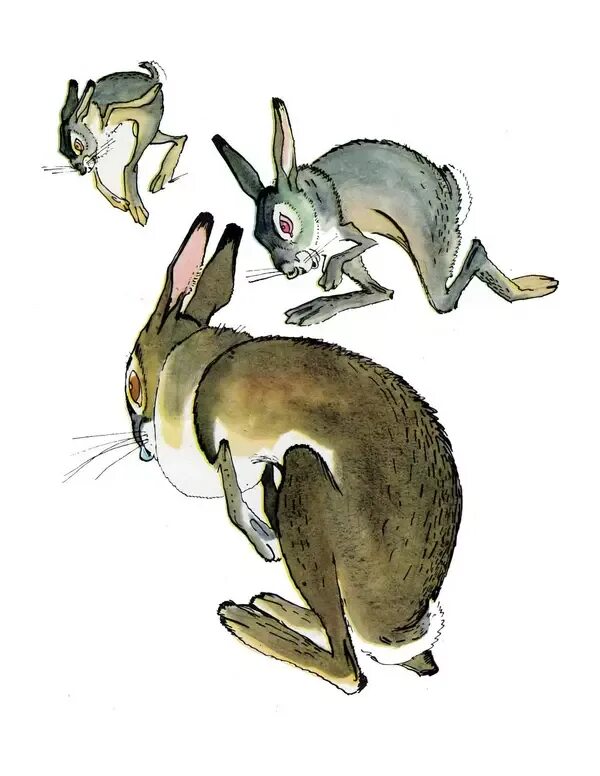 Заяц длинные уши косые глаза короткий. Мамин Сибиряк заяц длинные уши косые глаза короткий хвост. Заяц мамин Сибиряк. Мамин-Сибиряк заяц длинные уши косые. Храбрый заяц длинные уши короткий хвост.