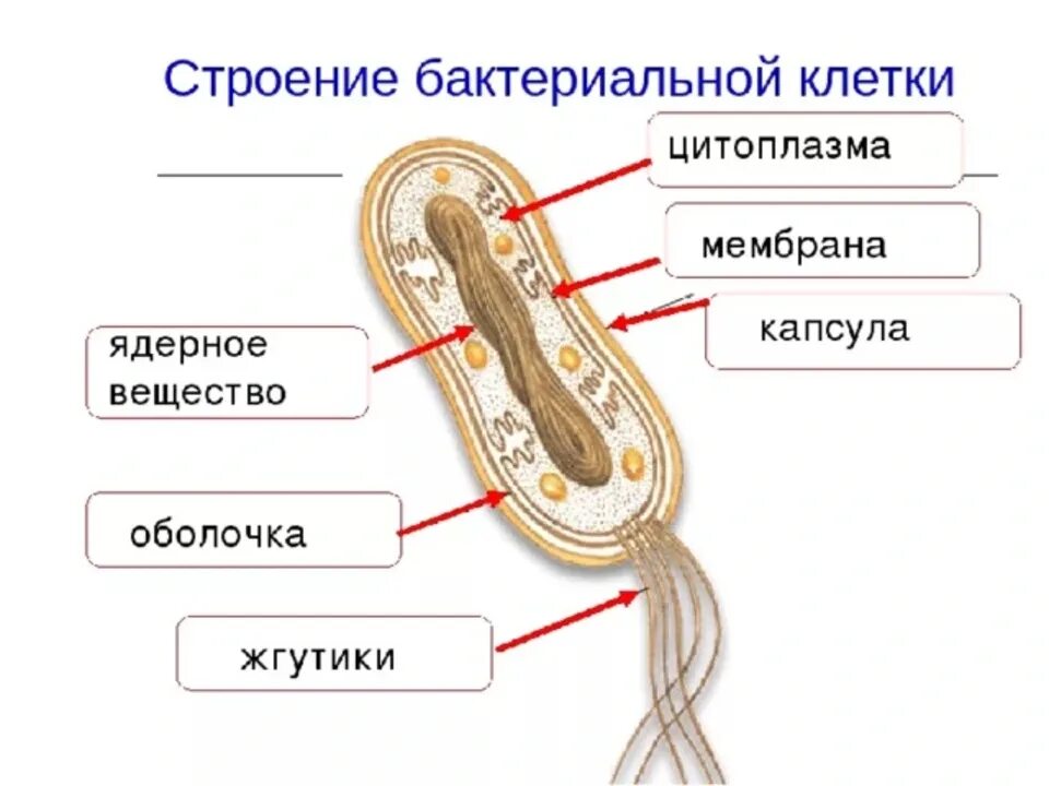 Бактериальные клетки 5 класс