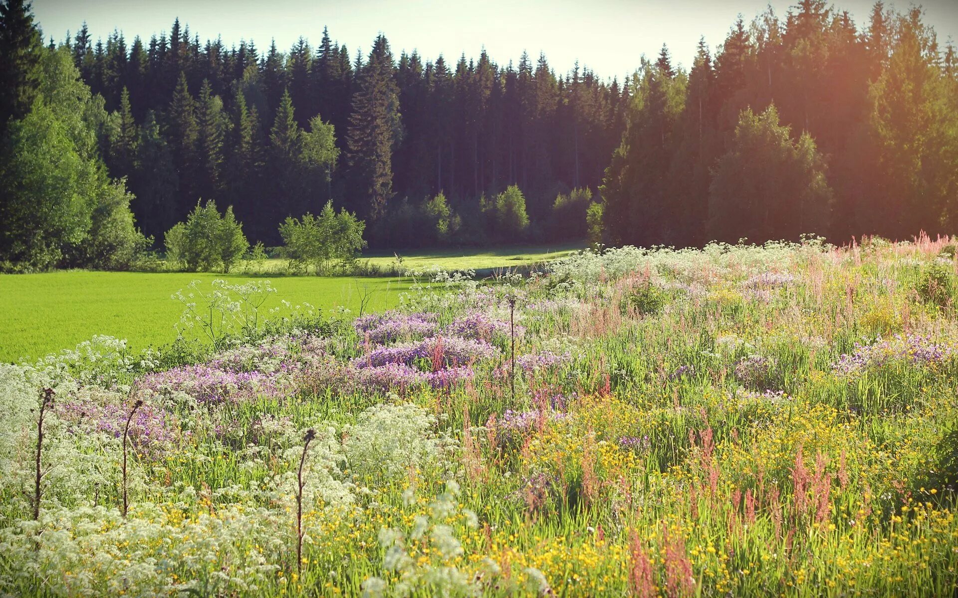 Хвойная луговая