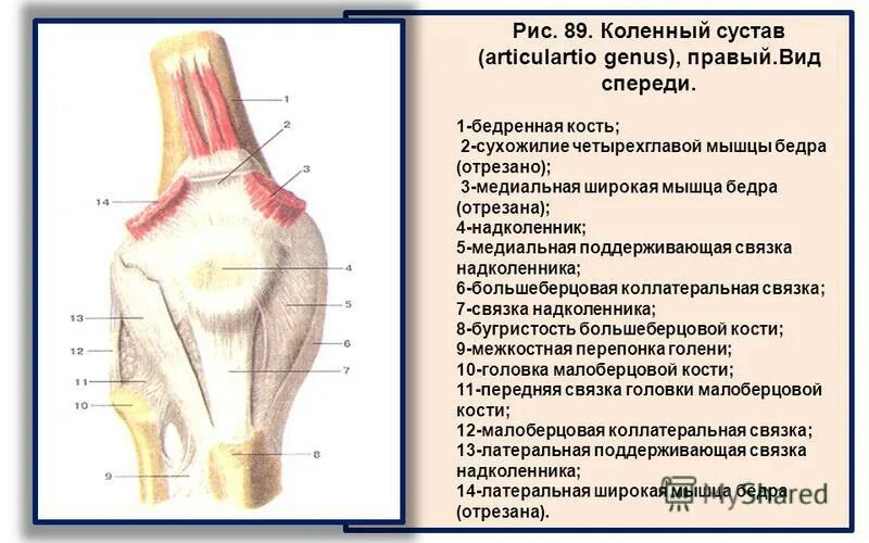 Связка называться. Коленный сустав вид спереди анатомия. Поддерживающие связки надколенника. Анатомия коленного сустава Синельников. Связочный аппарат коленного сустава анатомия.
