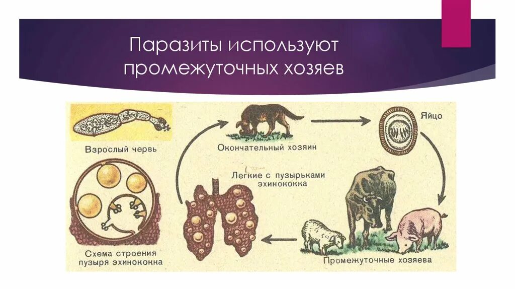 Промежуточный и основной хозяин человек. Промежуточный хозяин паразита. Паразиты для которых человек промежуточный хозяин. Паразиты живых организмов. Основой хозяин паразит.