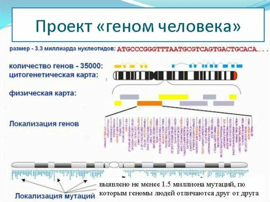 Суть проекта геном человека. Проект геном человека. Геном человека расшифрован. Программа геном человека.