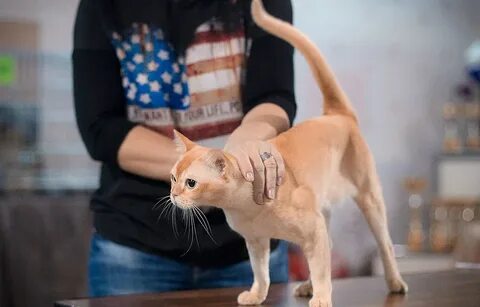 Выставка кошек казань