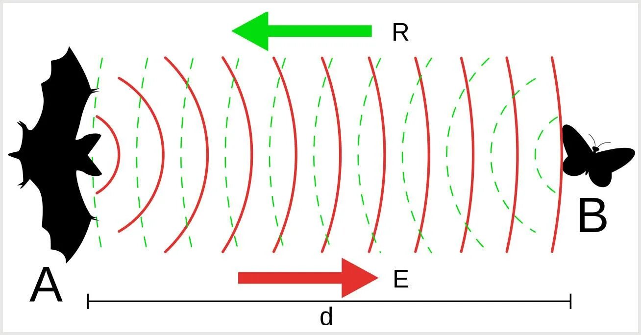 Эхолокация летучих мышей схема. Эхолокация летучих мышей. Лохотция Летучий Мишей. Летучая мышка эхоокация. Частота звука мыши