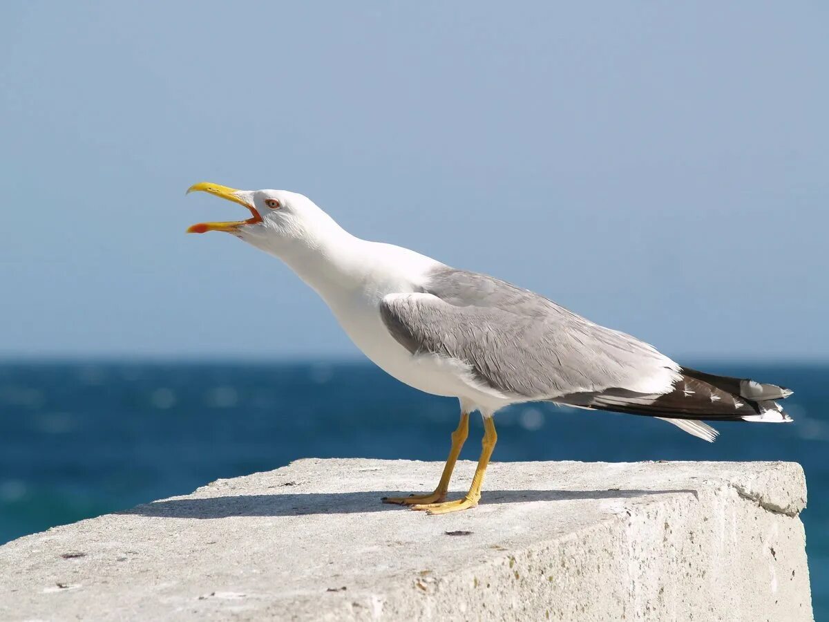 Чайка черноморская пятнистая. Чайка альбатрос королевская. Калифорнийская чайка. Большеклювая чайка. Птица больше чайки.