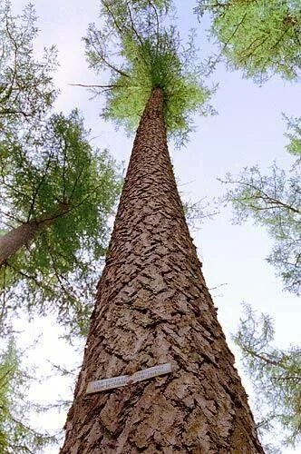 самая высокая лиственница. самая высокая лиственница. ангарская лиственница дерево. лиственница хаибы гадельша. самая высокая лиственница.