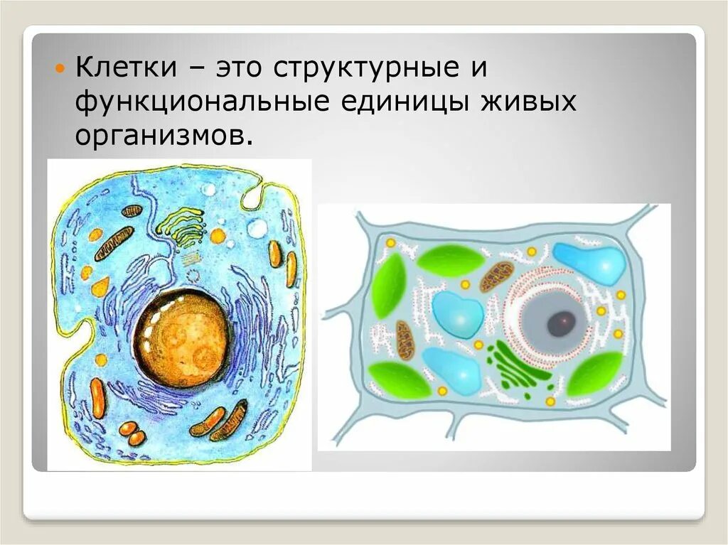 Клетка единица строения живого организма. Клетка структурная единица живого. Клетка структурная и функциональная единица живого организма. Клетка элементарная структурная единица живого. Клетка как структурная единица живого организма.