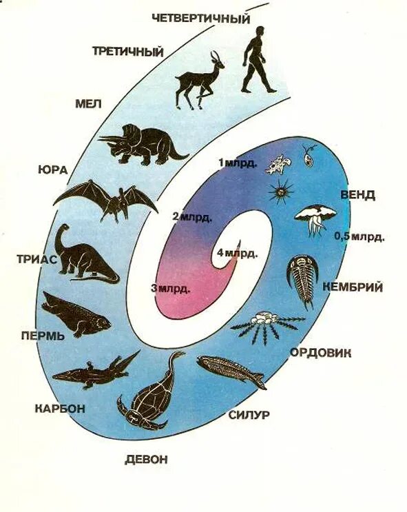 Последовательность возникновения живых организмов. Схема развития жизни на земле биология. Эволюция появления животных.