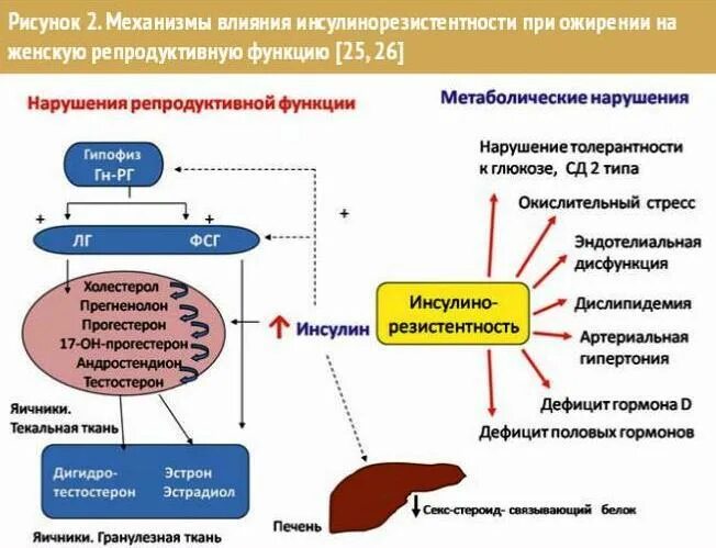 Инсулинорезистентность и ожирение. Ожирение при инсулинорезистентности. Инсулинорезистентность проявления. Связь инсулинорезистентности и ожирения.