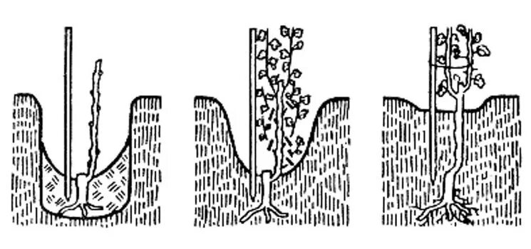 Посадка винограда весной саженцами в средней. Высаживание черенков винограда весной. Посадка укорененных черенков винограда весной в грунт. Высаживание черенков винограда. Посадка черенков винограда весной в открытом грунте.