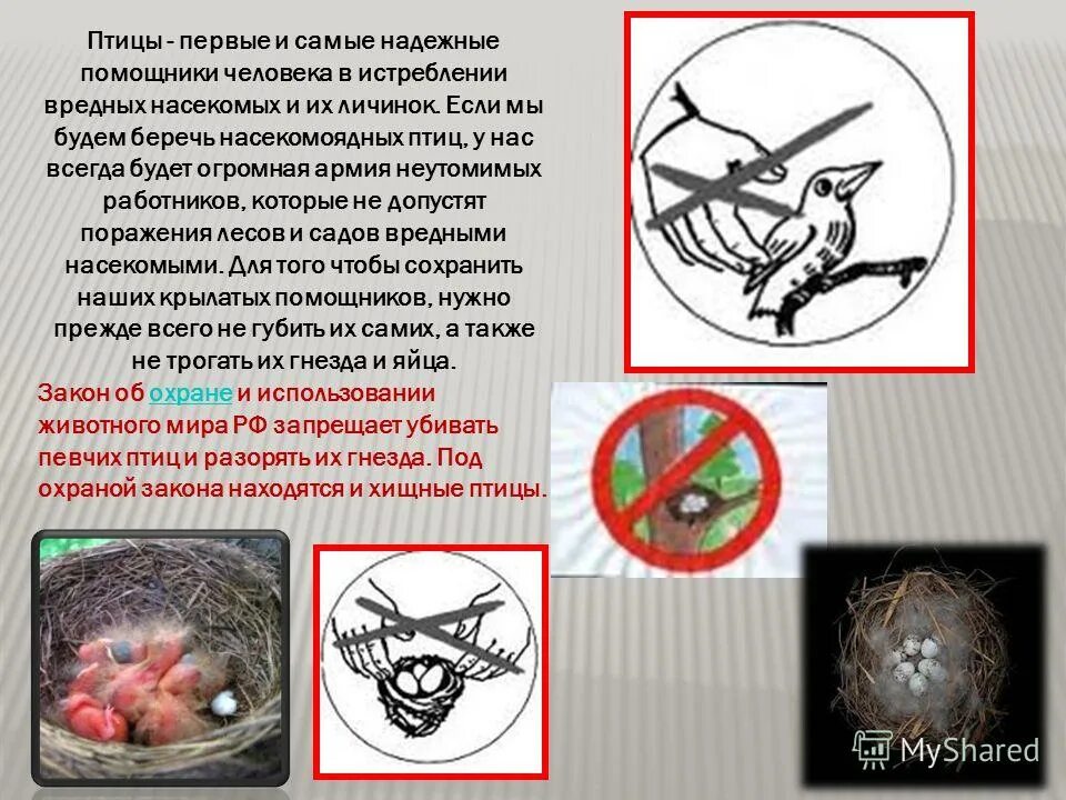 какая польза от птиц. значение птиц. роль птиц в природе и жизни человека. зачем людям птицы. птицы в жизни человека и природы.