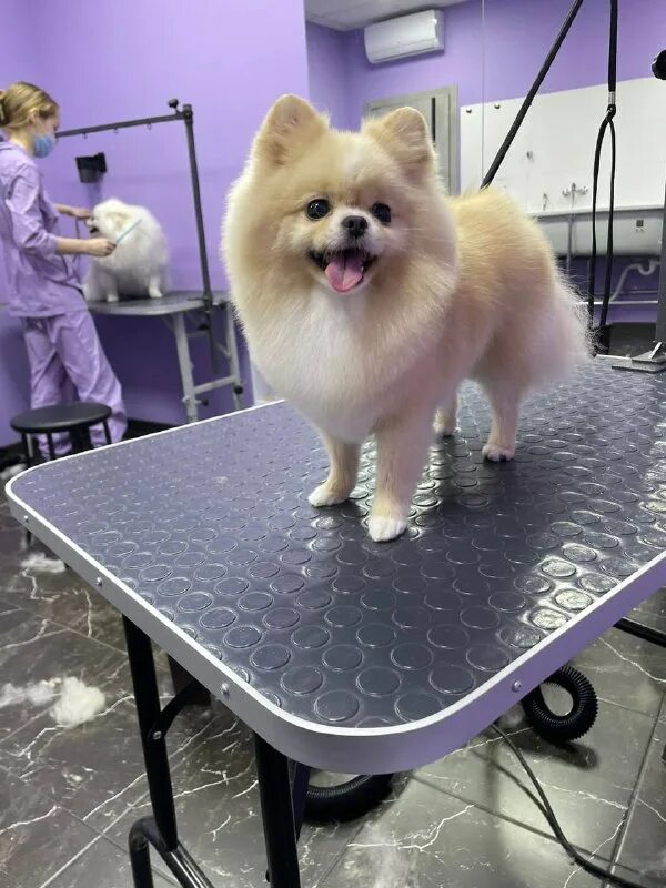 пушистый рай животные. фф пушистый рай. акитсу мидори пушистый рай. пушистый рай чита. пушистый рай.