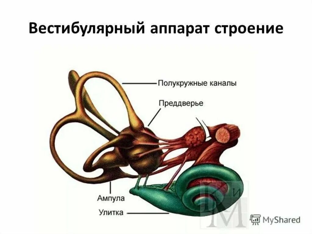 Слова вестибулярный аппарат. Сенсорная система вестибулярного аппарата. Вестибулярная сенсорная система физиология. Вестибулярный анализатор физиология. Анатомия вестибулярной системы.