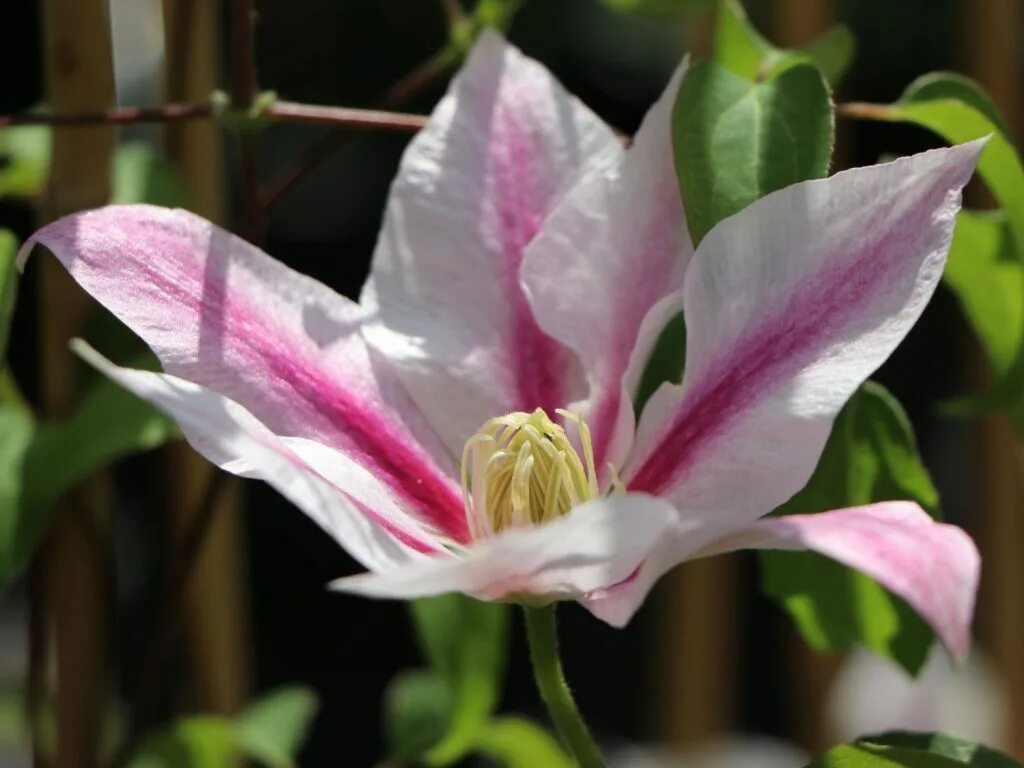 Клематис Андромеда. Клематис Андромеда (Andromeda). Клематис Андромеда Clematis Andromeda. Клематис Андромеда (крупноцветковый, полумахровый).