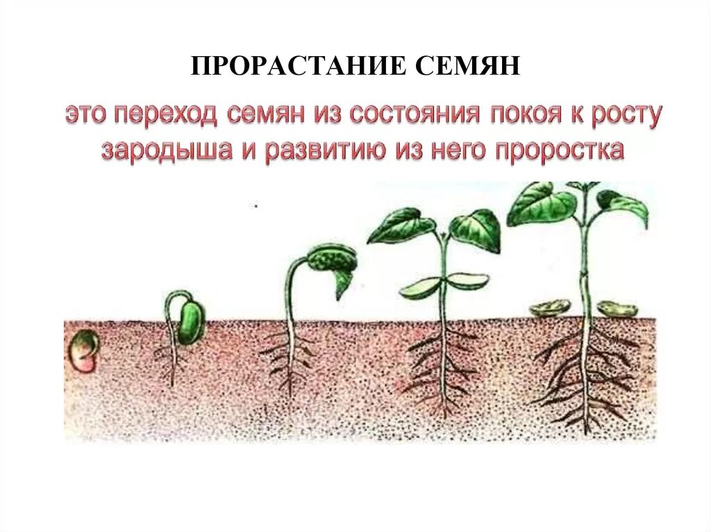 С чего начинается прорастание семени и почему. Прорастание семян растений схема. Фазы роста прорастание семян. Стадии прорастания семян. Условия прорастания семян.