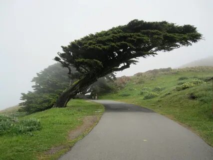 Break trees