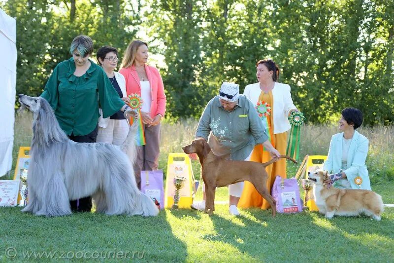 мария соколова аджилити иваново 12 лет. зоокурьер выставки. зоокурьер выставки собак в санкт петербурге 2024. зоокурьер выставки собак в санкт петербурге 2024. Sonia kelveri-philippou эксперт.