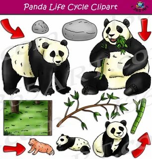 Panda life