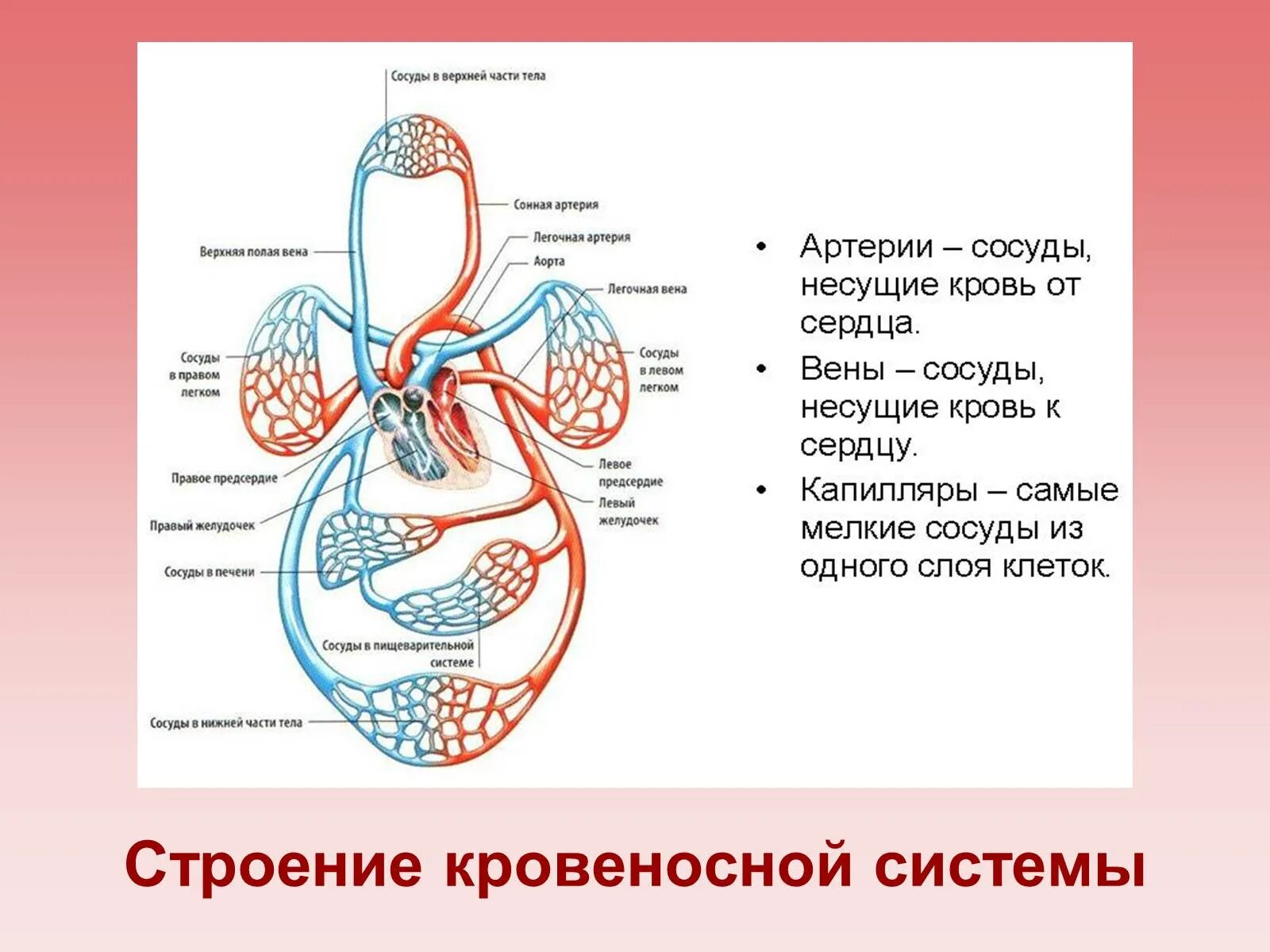 Схема работы кровеносной системы. Строение кровеносной системы человека схема. Схема строения кровеносной системы человека биология 8 класс. Схема кровяной системы человека. Сердечная деятельность кровообращение