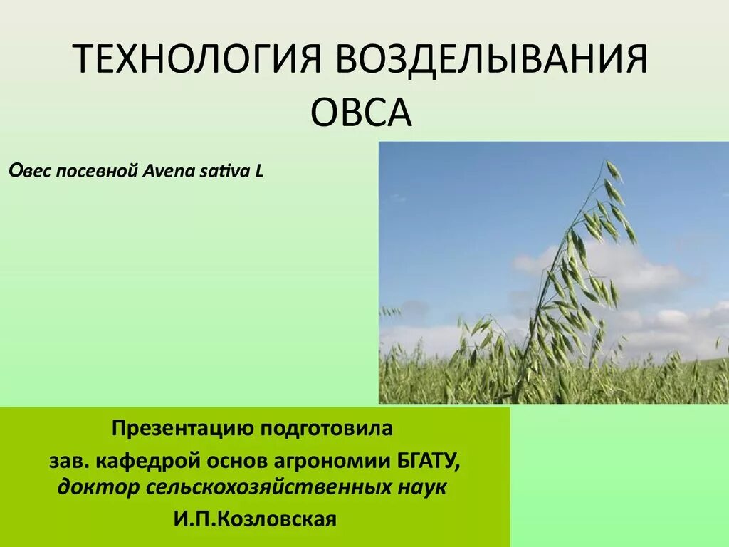 Овес районы. Технология возделывания овса. Условия возделывания овса. Технологическое возделывание овса. Технология выращивания овса.