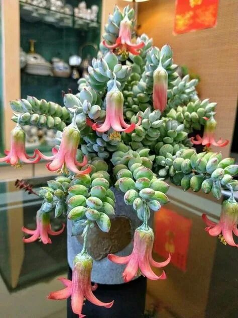 Как выглядит цветок суккулент needles + leaves Container garden succulents, Succulents, Planting succulents