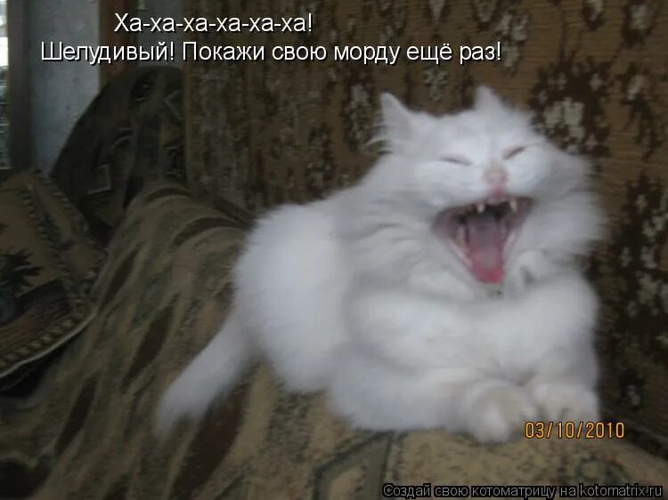 В морду своим выменем. Кстати с холидейбоем. Ой да хорош мне тыкать в морду своим выменем. В морду своим выменем. В морду своим выменем.