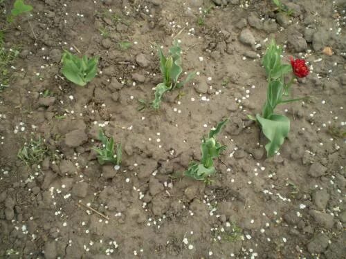 Подкормка тюльпанов весной для цветения